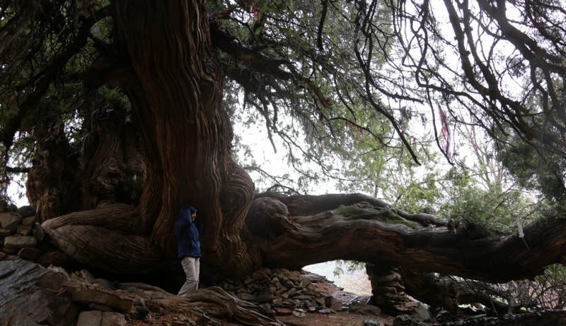 Juniper in Madjrum.