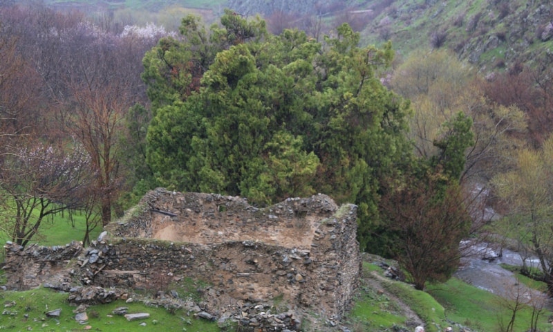 Juniper in Madjrum.