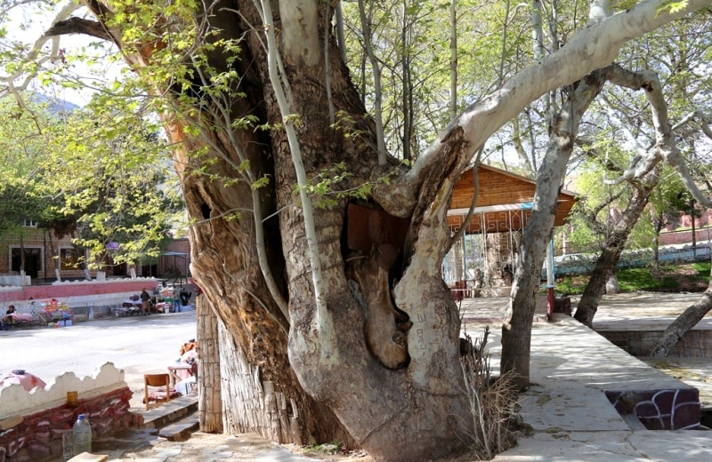 Sycamore in the village of Syrob. The sysamore is over 1000 years old. Surkhandarya region.