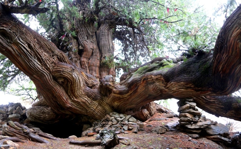 Biota (Biota orientalis) in the village of Majrum. The Biota (Biota orientalis) is over 2000 years old. Jizzakh region.