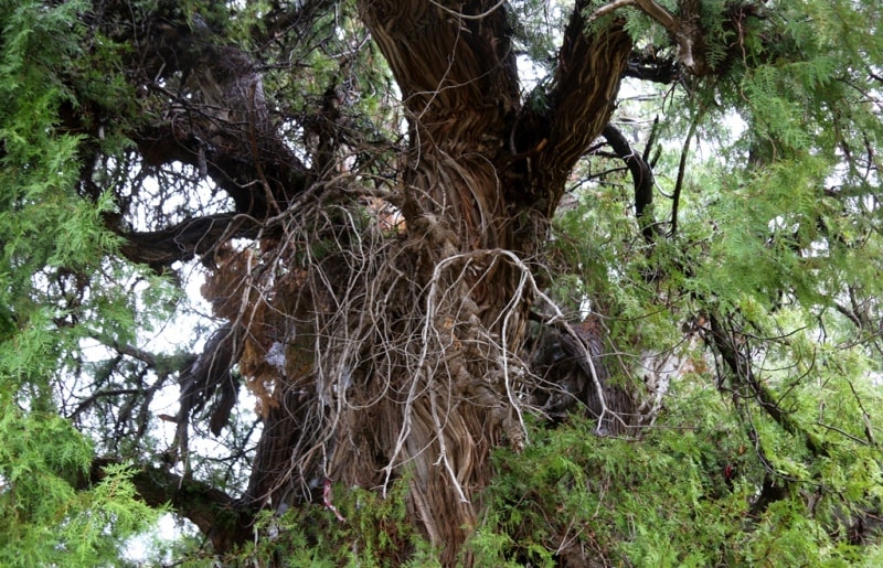 Biota (Biota orientalis) in the village of Majrum. The Biota (Biota orientalis) is over 2000 years old. Jizzakh region.