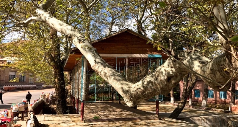 Sycamore in the village of Syrob. The sysamore is over 1000 years old. Surkhandarya region.