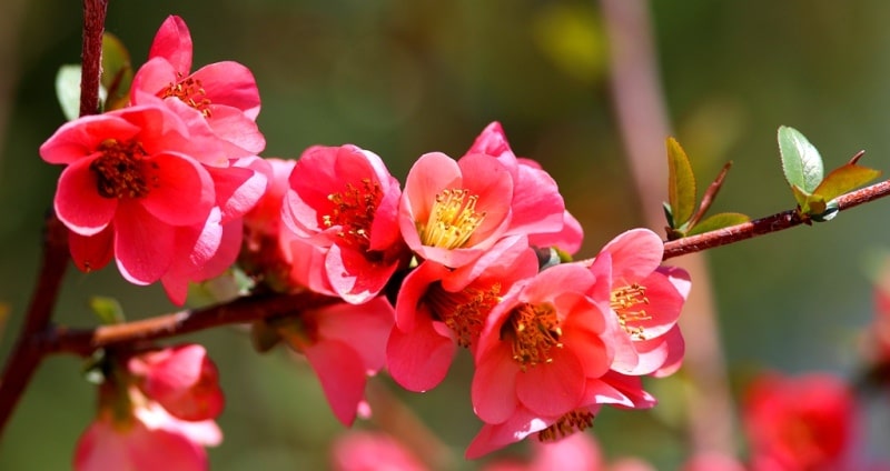 Японская айва (Chaenomeles lagenaria).