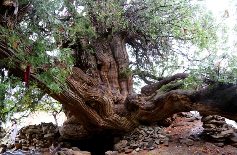 Biota (Biota orientalis) in the village of Majrum. The Biota (Biota orientalis) is over 2000 years old. Jizzakh region.