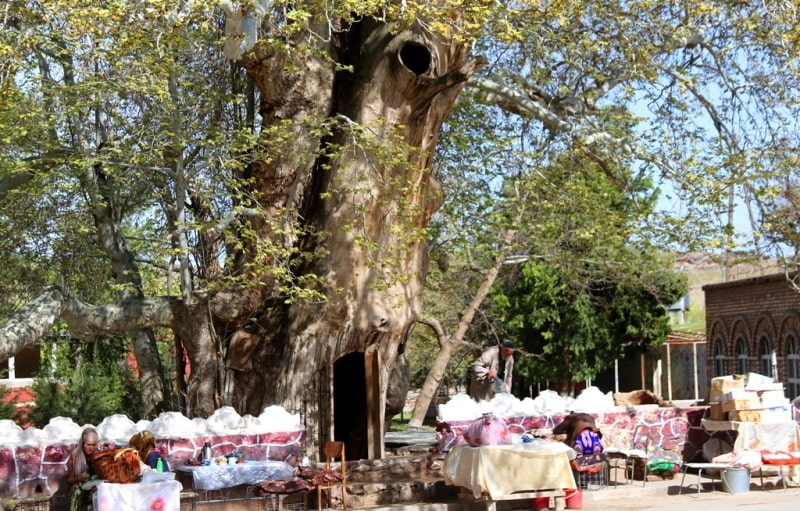 .Sycamore in the village of Syrob. The sysamore is over 1000 years old. Surkhandarya region.