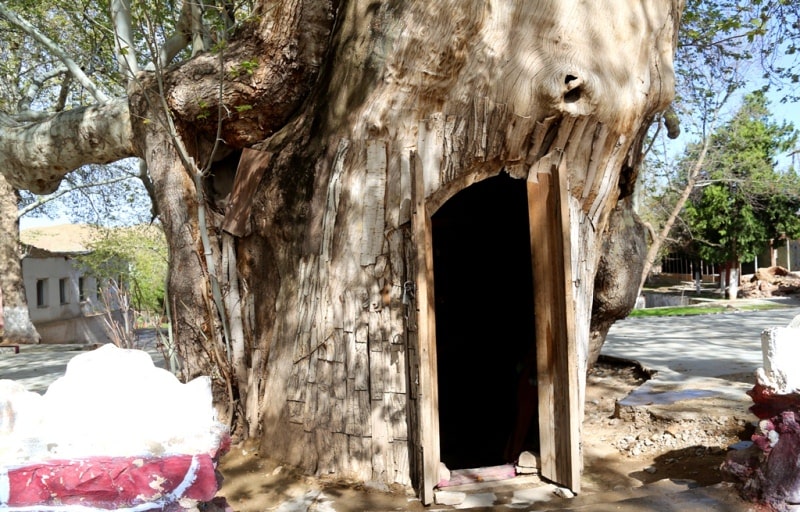 Sycamore in the village of Syrob. The sysamore is over 1000 years old. Surkhandarya region.