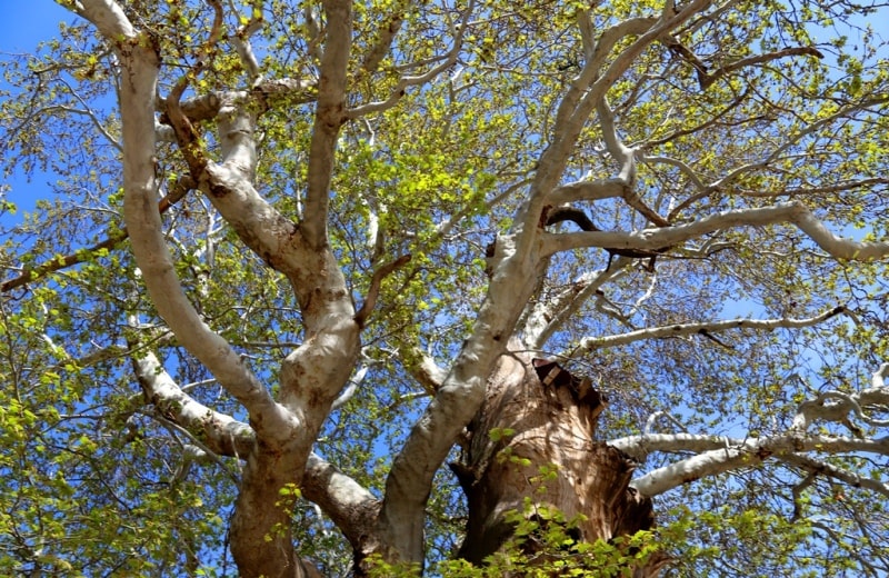 Sycamore in the village of Syrob. The sysamore is over 1000 years old. Surkhandarya region.