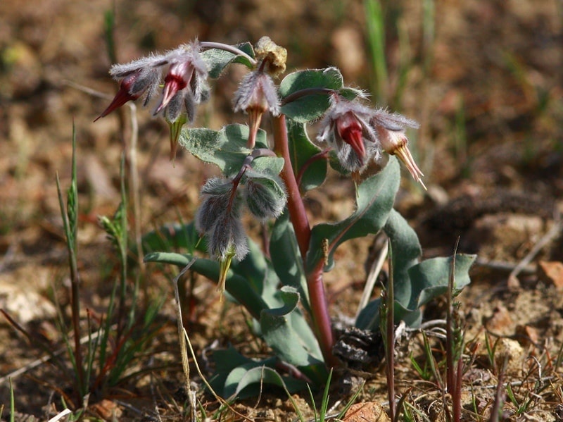 Flora of Kyzyl-Kum desert.