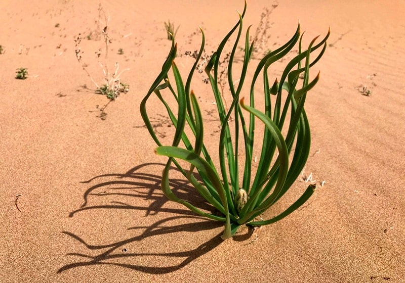 Flora of Kyzyl-Kum desert.