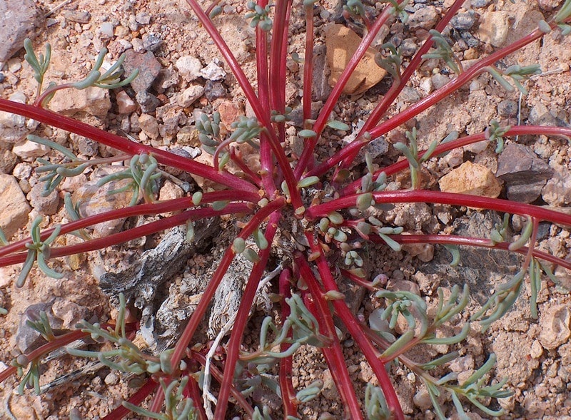 Flora of Kyzyl-Kum desert.