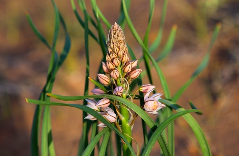 Flora of Kyzyl-Kum desert.