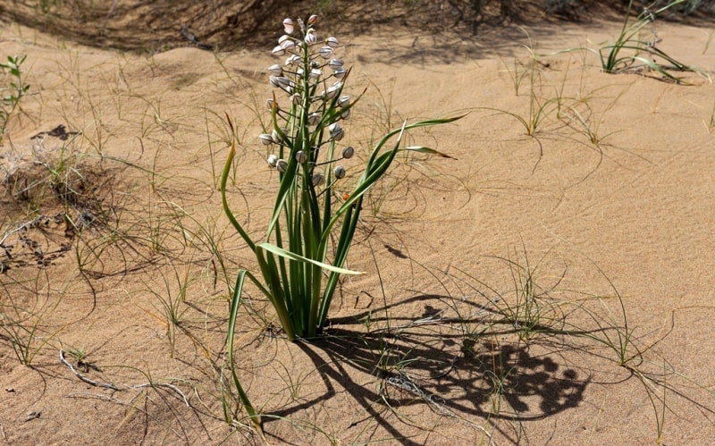 Flora of Kyzyl-Kum desert.