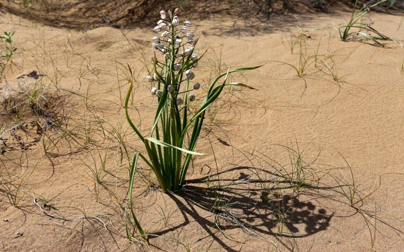 Флора пустыни Кызылкум.