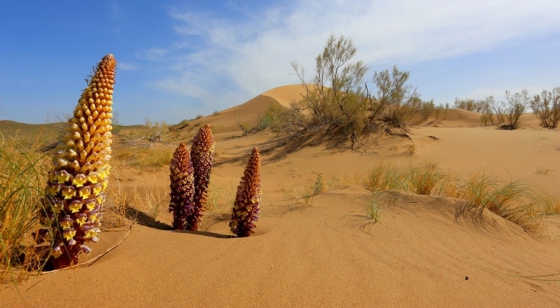 Flora of Kyzyl-Kum desert.