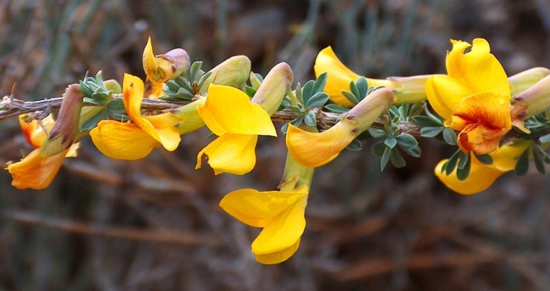 Flora of Kyzyl-Kum desert.