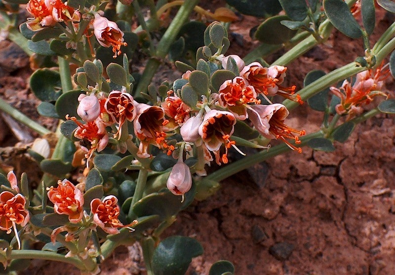 Flora of Kyzyl-Kum desert.