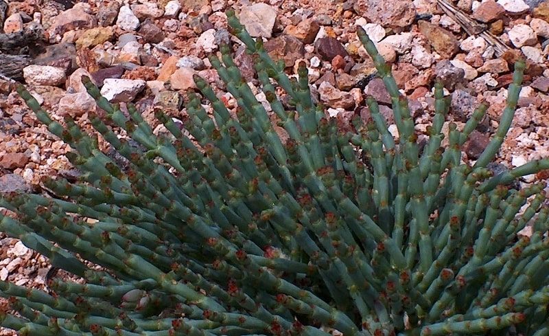 Flora of Kyzyl-Kum desert.