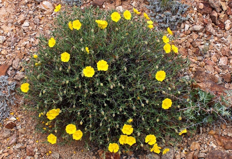 Flora of Kyzyl-Kum desert.