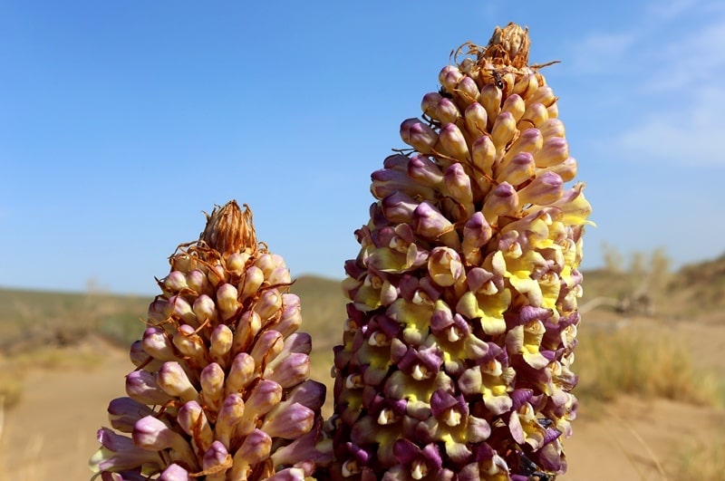 Flora of Kyzyl-Kum desert.