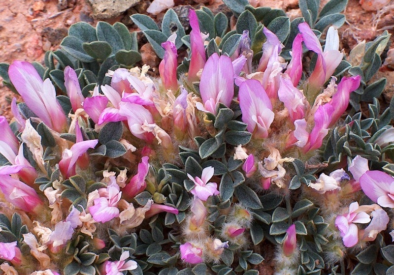 Flora of Kyzyl-Kum desert.