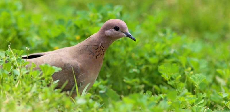 Turtle-dove. Bukhara.