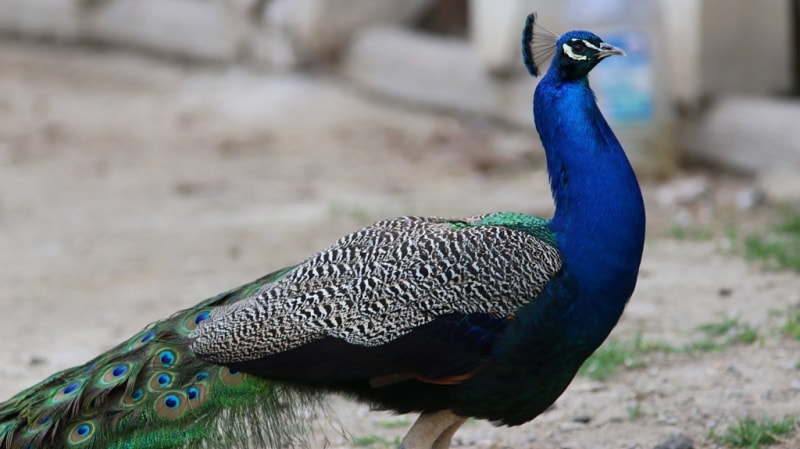 A peacock in the country residence of Sitora Mochi Khosa. Suburb of Bukhara.