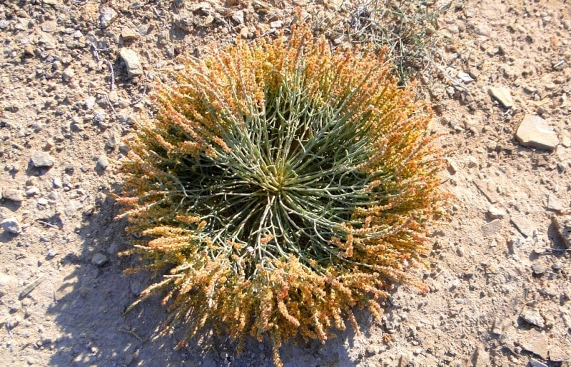 Takyr soil of Central Asia.