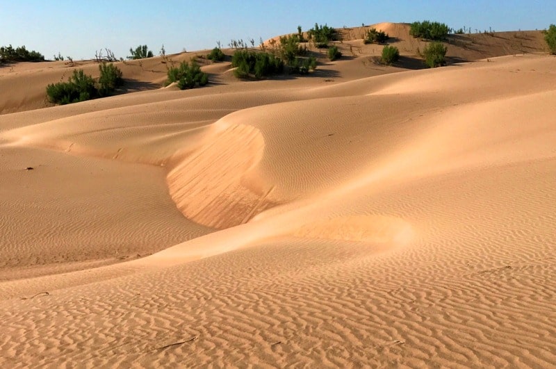 В пустыне Кызылкум. Бухарская область.