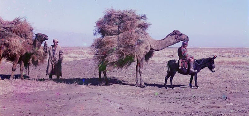 S. M. Prokudin-Gorsky. The caravan of camels carrying a prickle for a forage. January, 1907.
