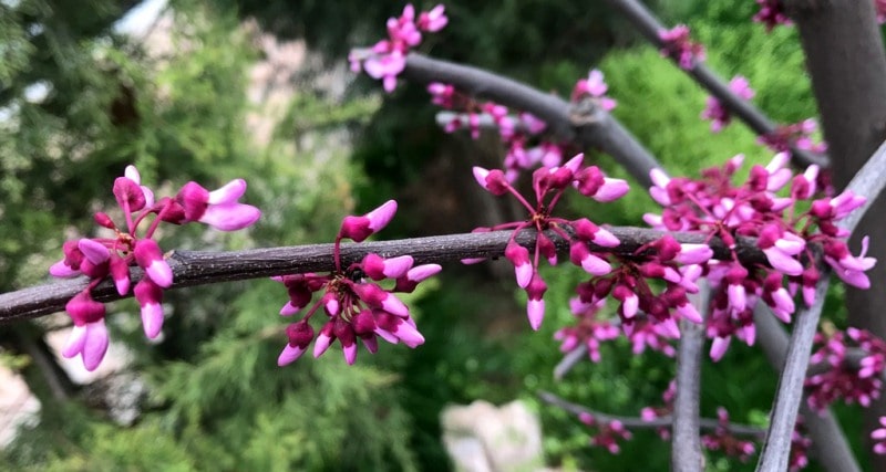Flowers of a Redbud (Cercis). Samarkand.