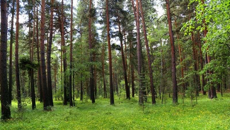 Near lake, there are trails to Bessmertiya and Koktas peaks, offering magnificent panoramic views of Karkaraly Park. There are also picturesque meadows where you can enjoy a picnic while watching sun's rays filter through pine branches.