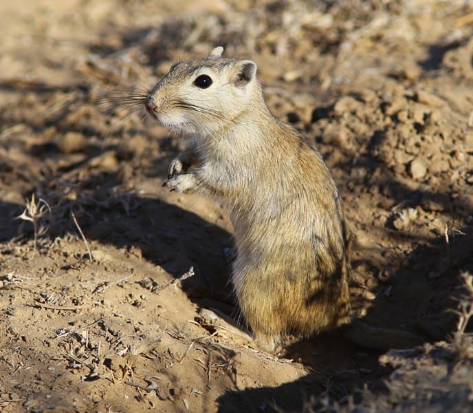Большая песчанка (Rhombomys opimus).