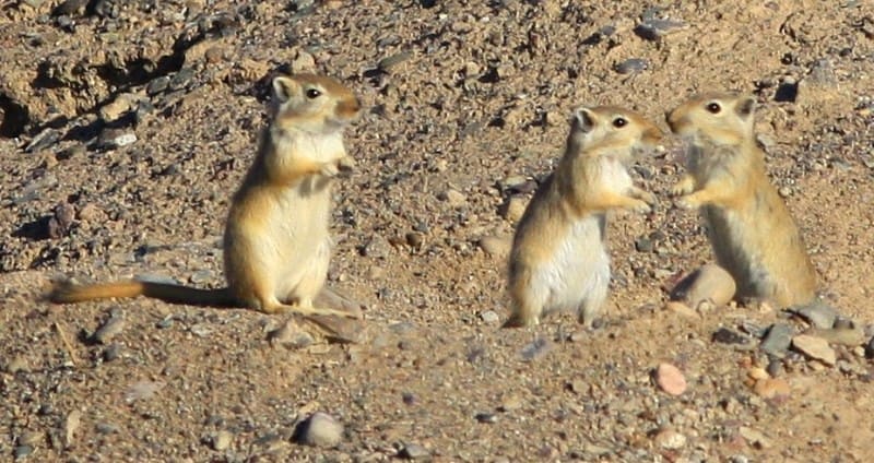 Большая песчанка (Rhombomys opimus).