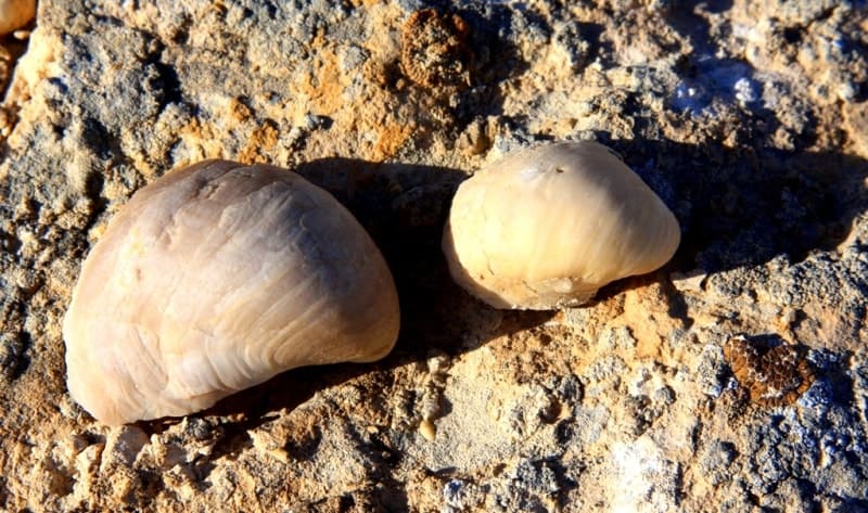 Раковины морского брюхоногого моллюска Crepidula fornicata.