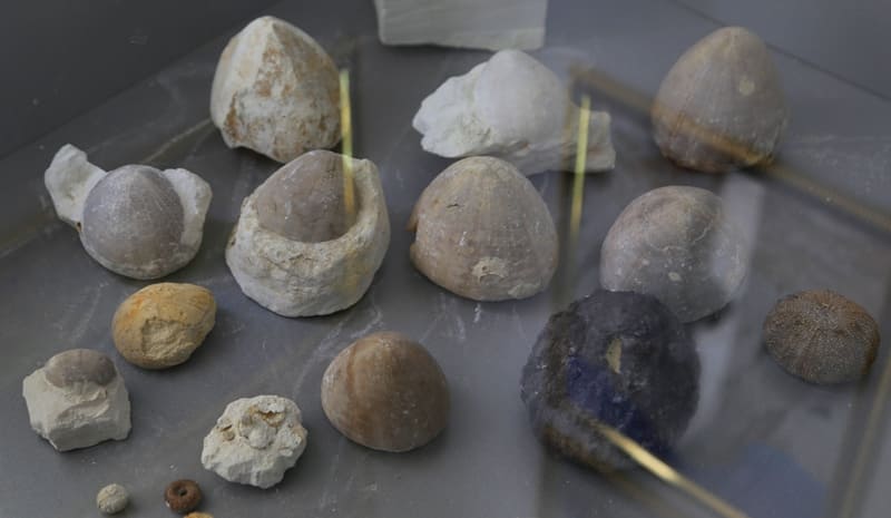 В музее палеонтологии представлена коллекция окаменелостей моллюсков и иглокожих. Большинство окаменелостей, это двустворчатые моллюски, такие как аномиды (Anomiidae), также известные как «погремушечные раковины» или устрицы. Двустворчатые моллюски, это беспозвоночные, имеющие раковину из двух частей, соединенных шарниром. В правом нижнем углу представлен плоский морской еж (Echinarachnius parma). Эти окаменелости демонстрируют разнообразие древней морской жизни.