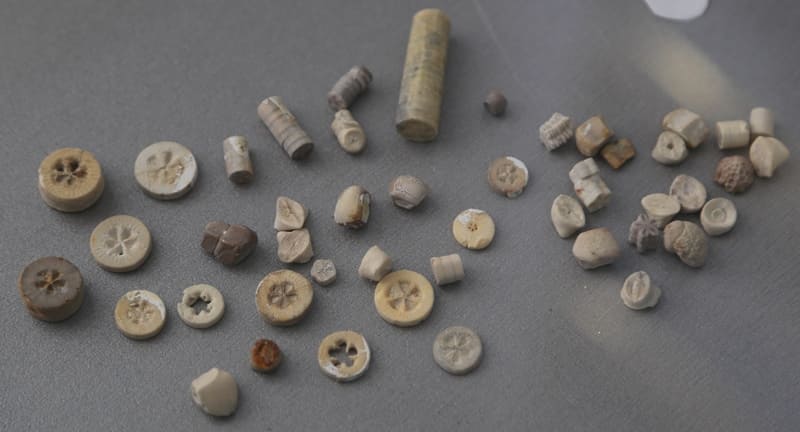 Музейная коллекция окаменелостей морских лилий (криноидей) и, других фрагментов беспозвоночных. Криноидеи, или «морские лилии», это морские животные, которые прикрепляются к морскому дну стеблем. Цилиндрические и дискообразные объекты, это отдельные сегменты стебля (членики), которые часто встречаются в ископаемом состоянии. Окаменелости представляют собой остатки или следы древних организмов, которым более 10 000 лет, и они помогают понять историю жизни на Земле. Органические части костей, раковин или стеблей со временем заменяются минералами, превращая их в камень. 