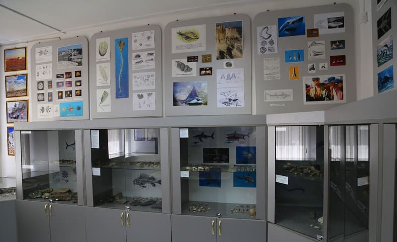 Витрина в палеонтологическом филиале Атырауского историко-краеведческого музея.