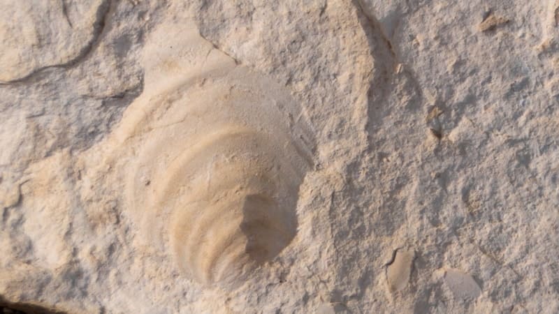 Ископаемый моллюск или брахиопод, заключенное в известняковую или песчаную осадочную породу на плато Актолагай.