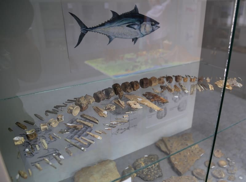 Музейная экспозиция, демонстрирующая анатомические останки, предположительно позвоночник и другие кости рыбы, рядом с иллюстрацией тунца. 