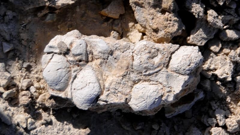 Строматолиты, это слоистые структуры, образованные в результате жизнедеятельности древних цианобактерий. Они считаются одними из древнейших свидетельств жизни на Земле, возраст которых составляет около 3,5 миллиардов лет. Эти образования представляют собой окаменевшие остатки микробных сообществ, которые в процессе фотосинтеза способствовали осаждению карбоната кальция. 