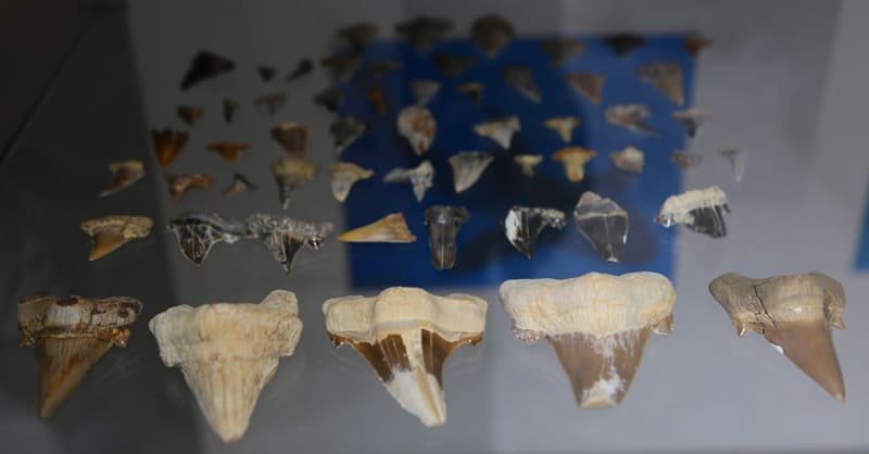 В палеонтологическом филиале представлены ископаемые зубы акулы Cretoxyrhina, также известной как акула «Гинсу». Эта вымершая крупная акула обитала в морях в позднем меловом периоде, примерно от 107 до 73 миллионов лет назад.