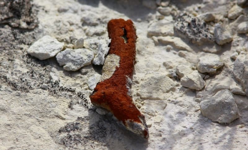 Это - трентеполия (Trentepohlia), род нитчатых зеленых водорослей, которые обычно имеют оранжевый или красный цвет. 