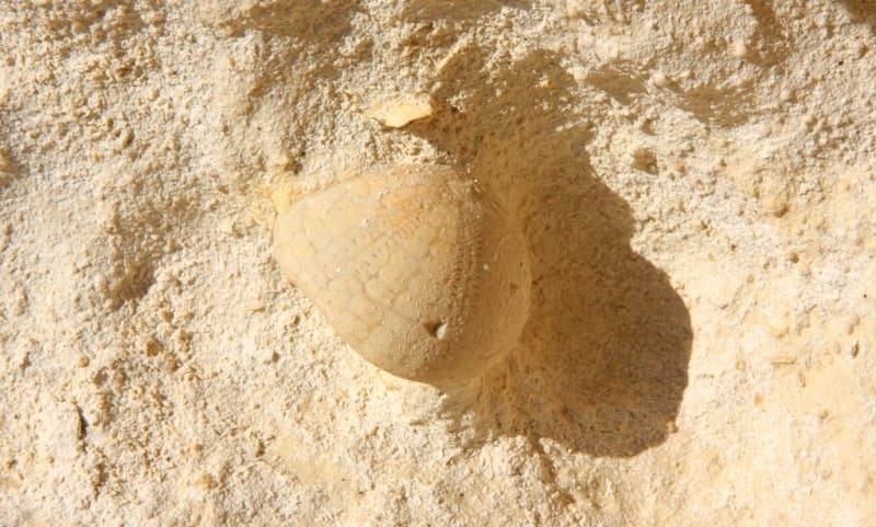 Окаменелости представляют собой сохранившиеся останки или следы жизнедеятельности древних организмов, возраст которых обычно превышает 10 000 лет. 