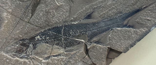 Отпечатки рыбы (395 - 340 млн. лет назад).