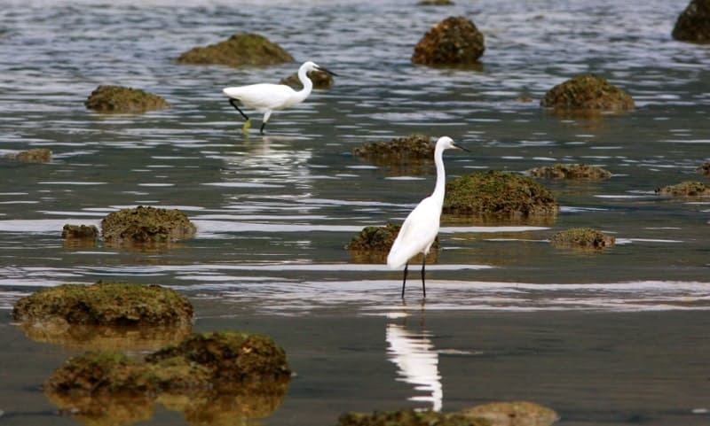 Great Egrets (Ardea alba).