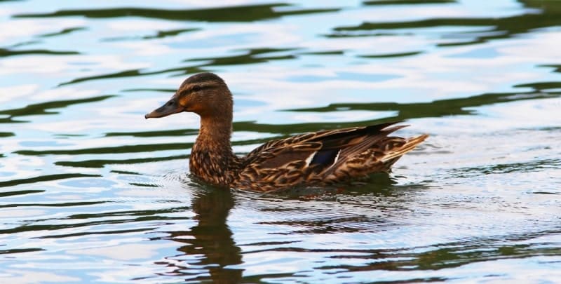 Female Mallard (Anas platyrhynchos).
