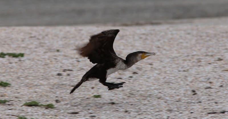Phalacrocorax carbo in the Ili Delta.