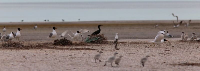 Colony of nesting birds on a sandy shore. The main species are the Great Black-headed Gull (Pallas's gull), Caspian Tern (Hydroprogne caspia), and the Great Cormorant (Phalacrocorax carbo).