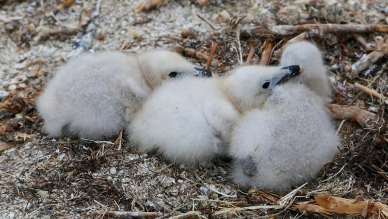 Gull chicks.