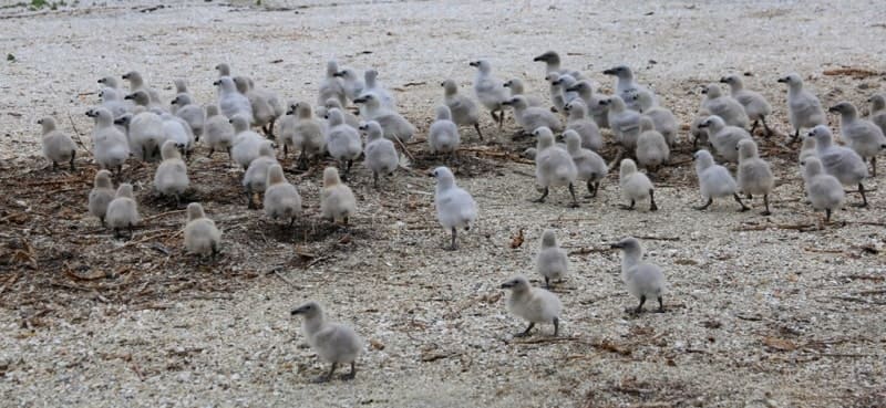 Flock of gull chicks.